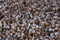 20090201_tunisiatrip_10_sousse_medi